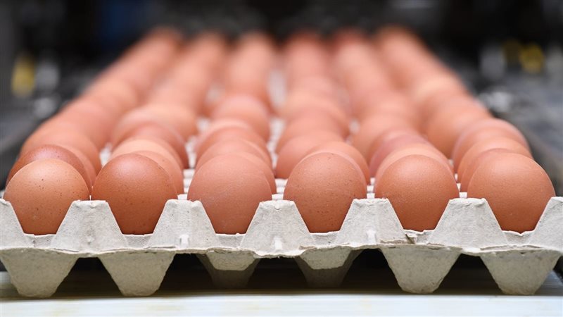 ضخ 6000 طبق بيض في