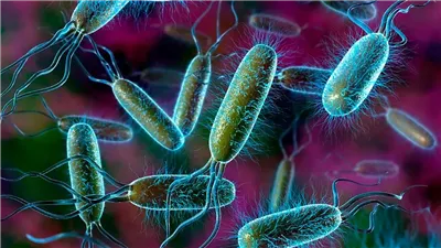 بعد تأكيد أنها سبب النزلات المعوية بأسوان .. ماهي بكتريا الايكولاي ؟