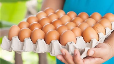 سعر كرتونة البيض في المجمعات الاستهلاكية ومنافذ التموين