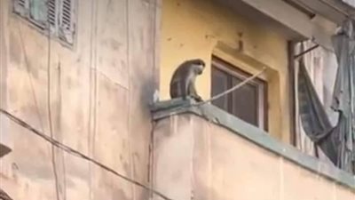 مغامرة النسناس الشارد في الشيخ زايد تنتهي بالقبض عليه