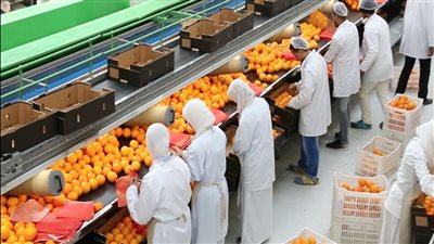 صادرات الصناعات الغذائية والحاصلات الزراعية ترتفع لـ 10 مليارات دولار 