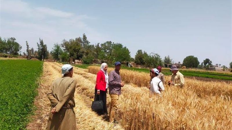 زراعة القمح