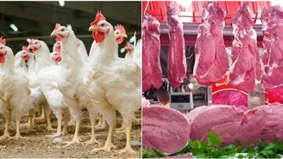 أسعار اللحوم والفراخ في منافذ مؤسسة حياة كريمة.. «الكل هياكل لحمة»