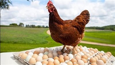 أسعار الفراخ والبيض اليوم الأحد .. زيادة 3 جنيهات في إجازة 6 أكتوبر