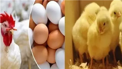 أسعار الدواجن اليوم الأربعاء.. انخفاض جديد في سعر الفراخ البيضاء