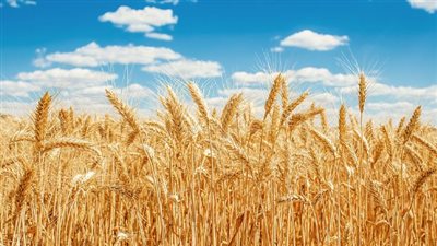  السفينة SEAPOWER 1 تصل دمياط.. مصر تتسلم 63 ألف طن قمح من روسيا 