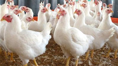 أسعار الفراخ البيضاء اليوم الخميس 10 أكتوبر 2024.. اعرف الكيلو بكام