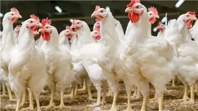 أسعار الفراخ في رمضان 2025.. هل تتراجع مع دخول الشهر الفضيل؟