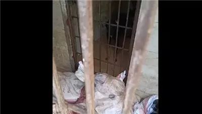 تجميع الكلاب في شكاير يهز السوشيال ميديا .. أول تعليق من طب بيطري القاهرة 