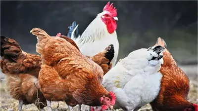 رئيس شعبة الدواجن يكشف أسباب ارتفاع الأسعار.. مفاجأة بعد فتح الاستيراد