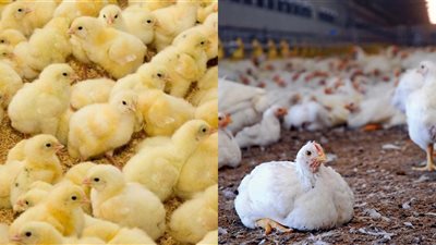 تراجع كبير.. مفاجأة في أسعار الكتاكيت والدواجن اليوم الثلاثاء