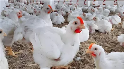 أسعار الدواجن اليوم الأربعاء 16 أكتوبر 2024.. الفراخ بكام؟