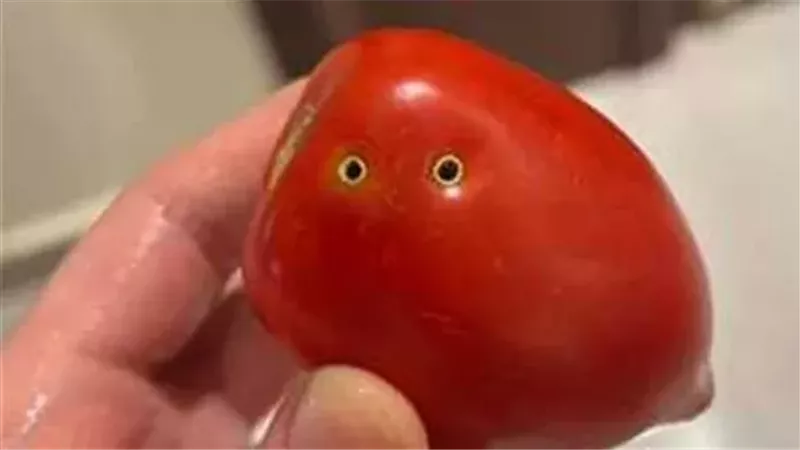 حقيقة انتشار طماطم