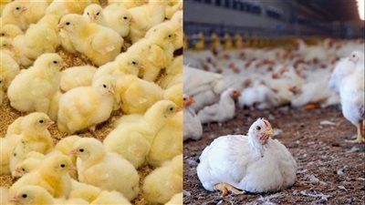 أسعار الفراخ اليوم الخميس 17 أكتوبر 2024.. اعرف وصلت كام؟