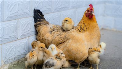 أسعار الفراخ والبيض اليوم الاثنين 21 أكتوبر 2024.. رئيس الشعبة يزف بشرى للمواطنين