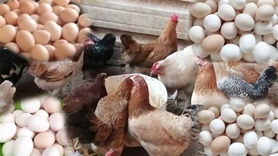 أسعار الدواجن اليوم الأربعاء 23 أكتوبر 2024.. سعر الكيلو يبدأ من 67 جنيها 