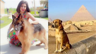 اشمعنا كلب الهرم .. رانيا يوسف: كلبي في التاروت يستحق التكريم