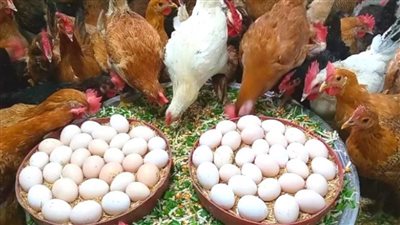 شعبة الدواجن: انهيار القوة الشرائية للمواطن تسبب في تراجع أسعار الفراخ | خاص