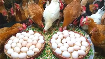أسعار الفراخ والبيض اليوم الجمعة بمستهل التعاملات في بورصة الدواجن