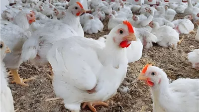 أسعار الفراخ البيضاء اليوم السبت 2-11-2024 ..  تراجع جديد