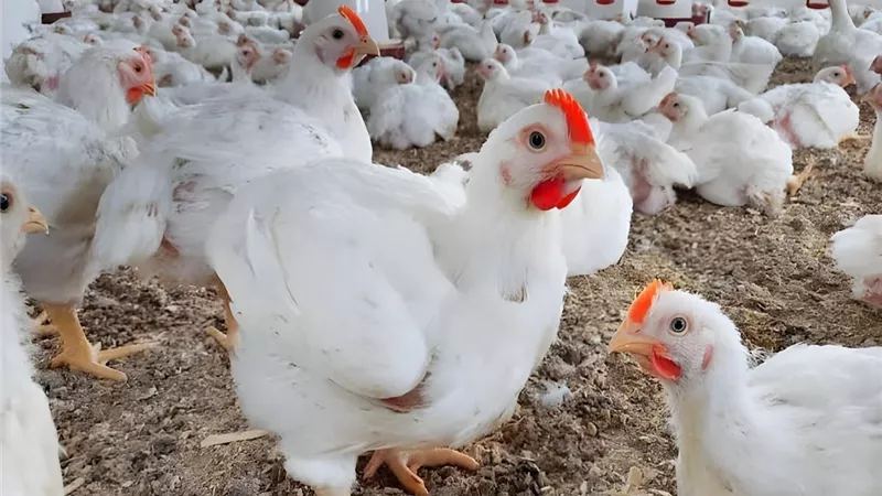 أسعار الدواجن اليوم