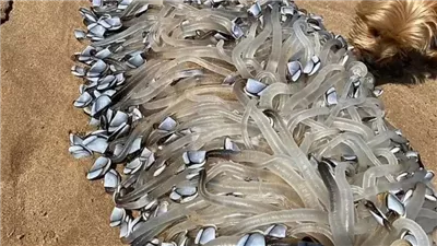 مخلوق غريب يثير الرعب في أستراليا.. هل هو كائن فضائي؟