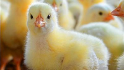 سعر الكتكوت اليوم الأحد 3-10-2024.. الأبيض بـ 45 جنيهًا