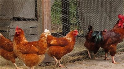  أسعار الدواجن اليوم الأربعاء 6 نوفمبر 2024.. الفراخ البيضاء بـ 84 جنيهًا