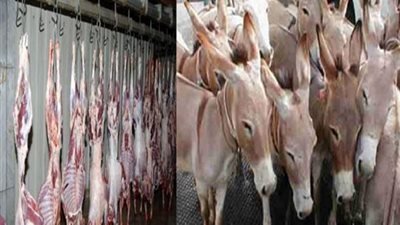 حمير مذبوحة تثير الذعر بالقليوبية .. التحريات تكشف سر سلخانة الخانكة 