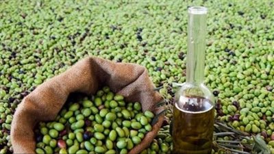 معصرة الأجداد .. الفيوم تستخرج زيت الزيتون البكر بطريقة زمان 