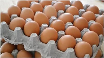 رئيس شعبة الدواجن: مصر تنتج 14 مليار بيضة سنويًا وتحقق فائضًا للتصدير