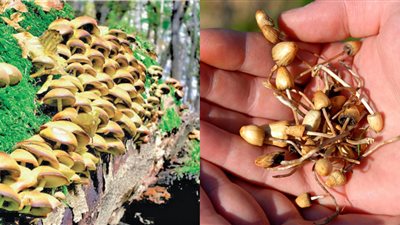 مخدر المشروم.. مخدر أمريكي من 2000 سنة يضبط لأول مرة في مصر