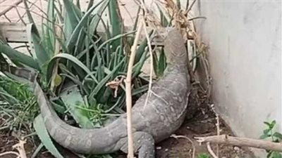 ظهور كائن غريب في الجيزة يثير الرعب بين السكان والمحافظة تتحرك| فيديو 