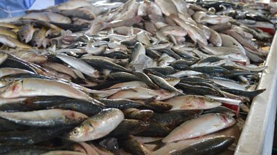 أسعار الأسماك في مصر اليوم وصلت كام؟.. البلطي بـ 65 جنيها
