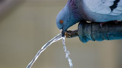 الإفتاء تطلق حملة «ولو كنت على نهر جار» لترشيد استهلاك المياه