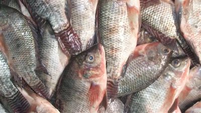 البلطي والبوري في النازل .. سعر السمك اليوم الثلاثاء 17 ديسمبر