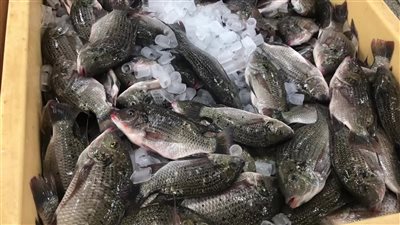 أسعار السمك اليوم في سوق العبور.. البلطي بـ 72 جنيهًا