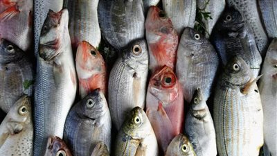 هل يجوز أكل السمك الذي يتغذى على الطيور الميتة؟.. لجنة الفتوى تجيب