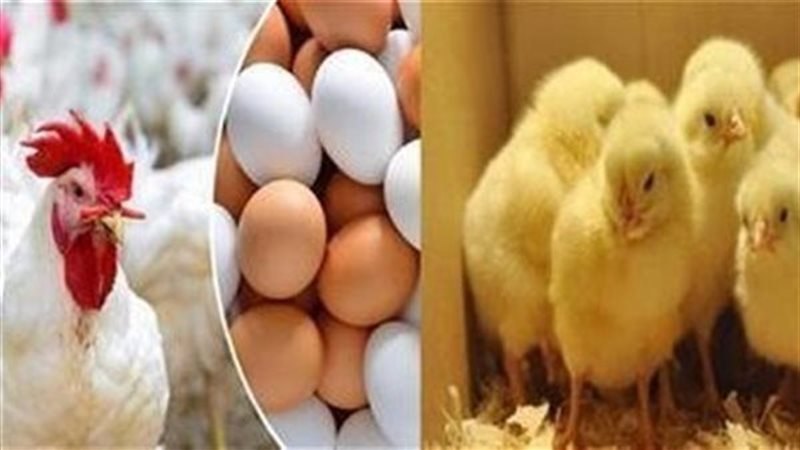 بورصة الدواجن اليوم
