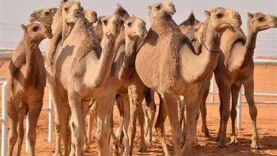 هل يجب الوضوء بعد أكل لحم الإبل وما علاقتها بالجن؟.. أسرار وروايات