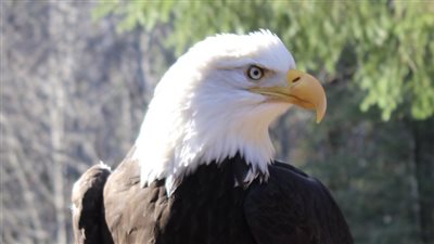 ما هو الطائر الوطني للولايات المتحدة الامريكية.. بايدن يوقع قانونًا جديدًا