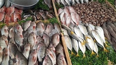أسعار السمك اليوم البلطي يتراجع 22 جنيهًا.. والمكريل بـ 135 للكيلو