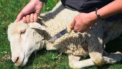 ما حكم العتيرة ذبيحة شهر رجب؟.. الإفتاء تجيب