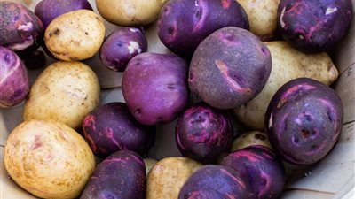 نقيب الفلاحين: البطاطس الزرقاء لها قيمة غذائية أعلى من الصفراء