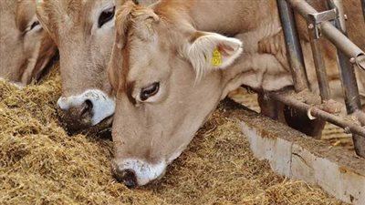 ارتفاع أسعار الاعلاف في مصر.. نقيب الفلاحين: خراب بيوت للمربين