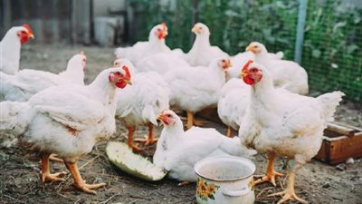 أسعار الفراخ البيضاء اليوم الجمعة 10 يناير 2025.. اعرف بكام بعد الزيادة