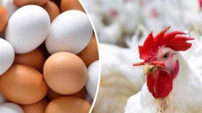 بورصة الدواجن اليوم أسعار الفراخ البيضاء.. الكيلو يصل 87 جنيهًا بعد الزيادة