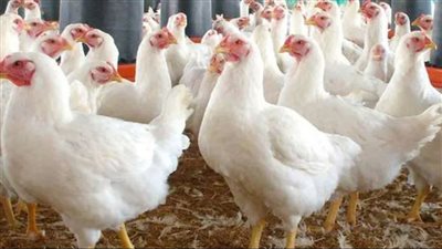 بورصة الدواجن السبت 18 يناير 2025: أسعار الفراخ اليوم 
