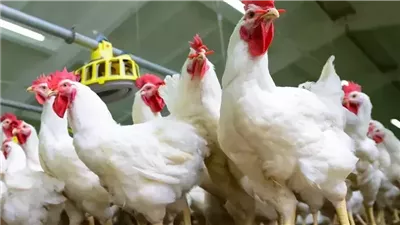 اسعار الفراخ البيضاء في رمضان 2025 .. منتجي الدواجن يصدم الجميع| فيديو