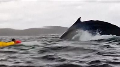 حوت يبتلع شاب ويلفظه مرة أخرى أمام والده.. شاهد فيديو يوثق الحادث